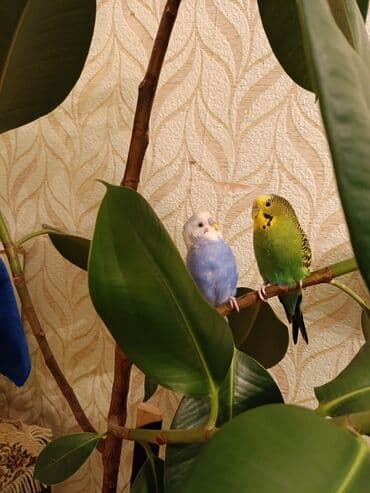 Ножи: Erkek ve dişi — 1