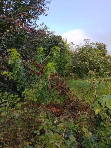 zefir bitkisi: Məhsul: Meyvə ağacları ilə yaşıllıq sahəsi (həyətyanı bağ)Günəşli — 4