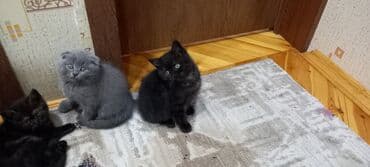 pişik cüt: Britan, Erkək, Dişi, Ünvandan götürmə — 8