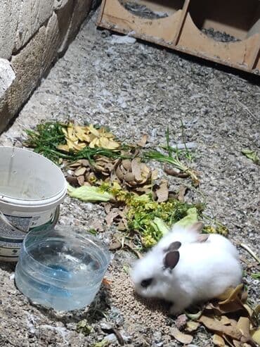 Gəmiricilər: Ağ tüklü dekorativ dovşan balaları - Növ: dekorativ cırtdan dovşan — 2