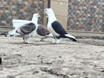 попугай жако купить в баку: Başlıq: Hünkari satilir və adi göyərçin istəyən olsa vatsap ilə — 3