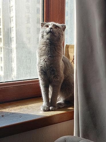 Птицы: Британская вислоухая, Самка — 1