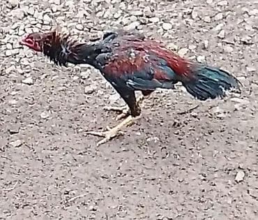 cücə yemi: Məhsul: Xoruz (qanadları tünd yaşıl-qara, kürək və yanlarda — 1