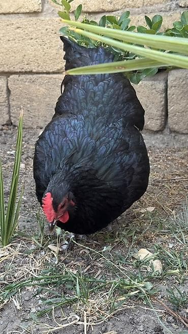 kənd toyuqu: Toyuq, Australorp, Damazlıq — 5