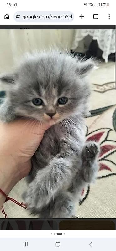 Piwilere baxiram evimde bawqa olkeye ve yaxud piwiyi qoyub