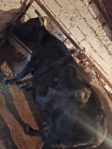 Qoyunlar, qoçlar: Məhsul: Mal-qara (inək) qisir inekler 1650 den deyirem Təsvir: - — 4