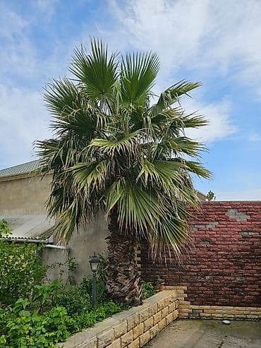 dekorativ otaq bitkiləri: Sağlam və baxımlı Palma ağacı satılır - 3.2 metr gövdə (Vaşinqtoniya) — 3