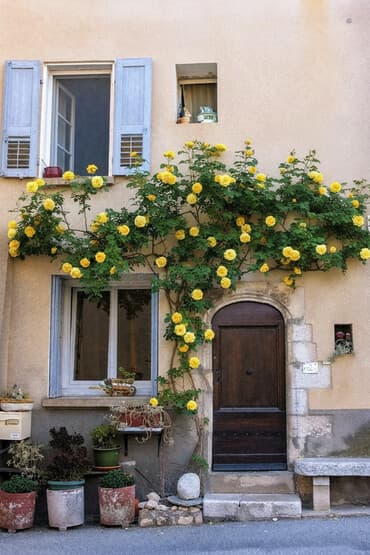 qızılgül qiyməti: Ətirli sarı sarmaşıq qızıl gul qışdada gul açır. Hal hazırda bəziləri — 2