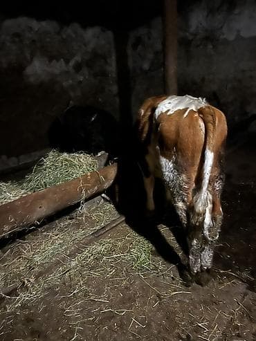 cins buzovların satışı: Mal-qara – buzovlar - Növ: 3 baş cavan mal (buzov) - Rənglər: al- ağ — 3