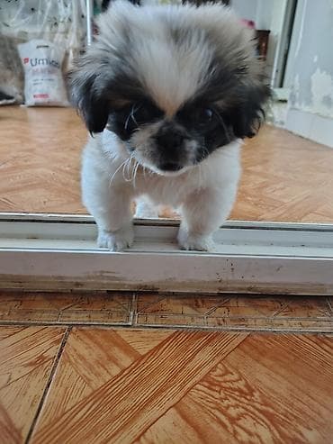 Pekines, 2 ay, Erkek, Peyvəndli, Ödənişli çatdırılma, Pulsuz çatdırılma — 9