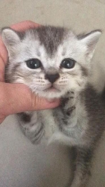 pisik cutlesdirme: Britan — 3