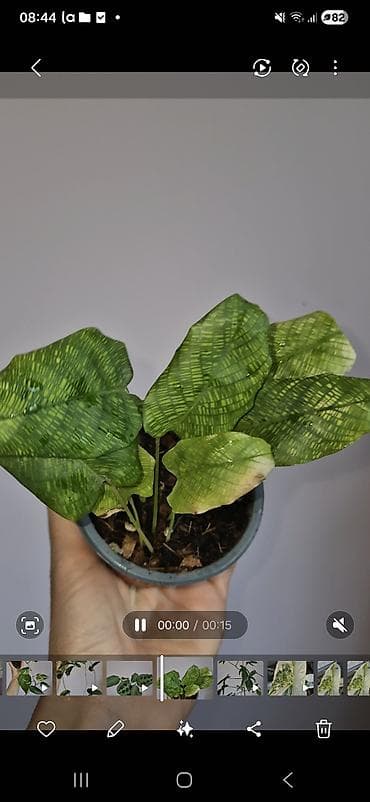 monstera bitkisi: Calathea network — 1