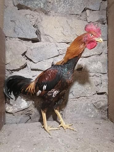 brama xoruzu satisi: Məhsul: Qara-qırmızı rəng palitrasında gözoxşayan xoruz Təsvir: - — 1