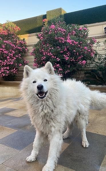 pulsuz heyvanlar: Samoyed — 10