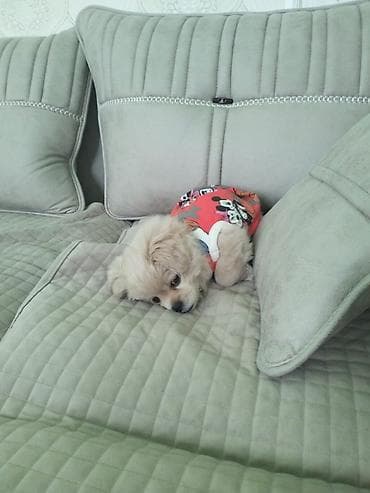 it xaltalari satisi: Cins: kiçik ölçülü dekorativ it balası Rəng: açıq krem/bej Yun — 2