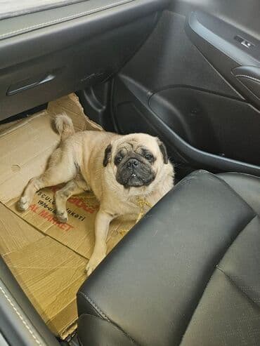 çin aslanı: Mops, 2 il, Erkek — 2