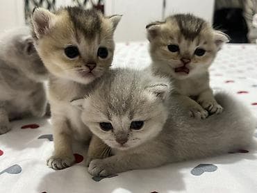 pişik adı: Britan — 2