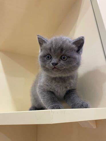 Balıqlar: Britan yastı qulaq, Erkək, Dişi, Yaxşı əllərə, Ünvandan götürmə, Pulsuz çatdırılma, Ödənişli çatdırılma — 1