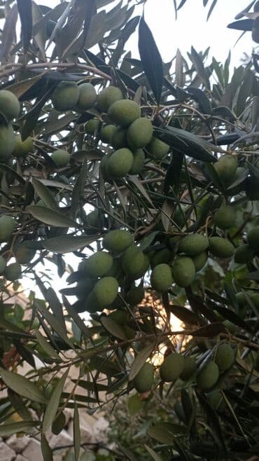 zeytun qiymeti: Məhsul: Yaşıl zeytun (ağacdan) Təsvir: - Şəkillərdə gördüyünüz kimi — 3