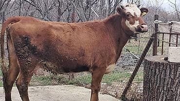 cüce satışı: Birinci qarına smentalın mələzidi 14 günlük süni mayalanmadan olan — 9