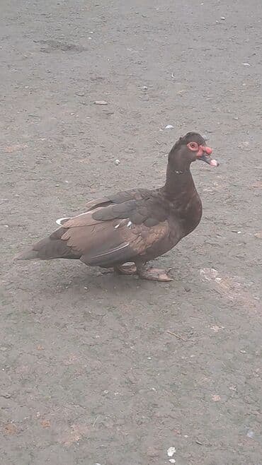 Toyuqlar: Krasnadar sortu erkək dişi ördəy satılır fərələr 30 erkək 40 manat — 5