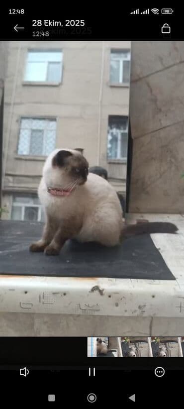 сиамская вислоухая кошка цена: Siam — 3