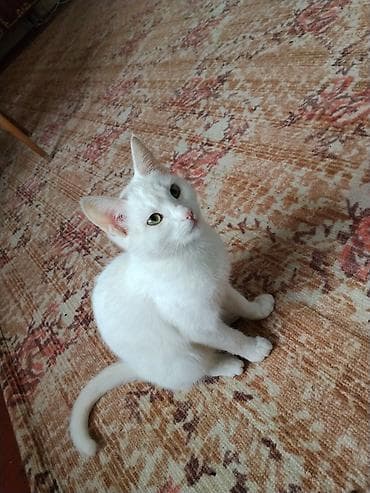 pısık: Türk anqora — 4