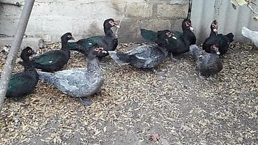 ordek: Şəkildəki ördəklərin yumurtasi satilir
Təzə və mayali yumurtalardi — 10