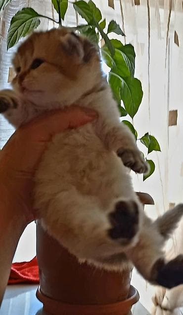 pişik geyimi: Britan, Dişi, Yaxşı əllərə, Ünvandan götürmə — 1