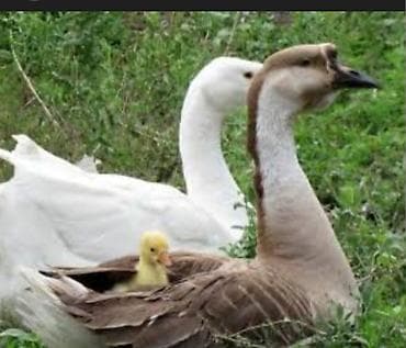 lal ordək balaları: Erkək, Damazlıq, Ödənişli çatdırılma — 1