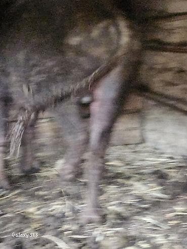 dişi atlar: Məhsul: Camış (dişi) Təsvir: - Yerli camış növü, qara rəngli, iri — 2