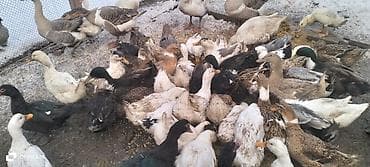 Quşlar: Dişi, Damazlıq — 3