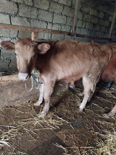 Gəmiricilər: Qırmızı-qonur rəngdə dana Damazliqa tam yararlidir damazliq kimi — 3