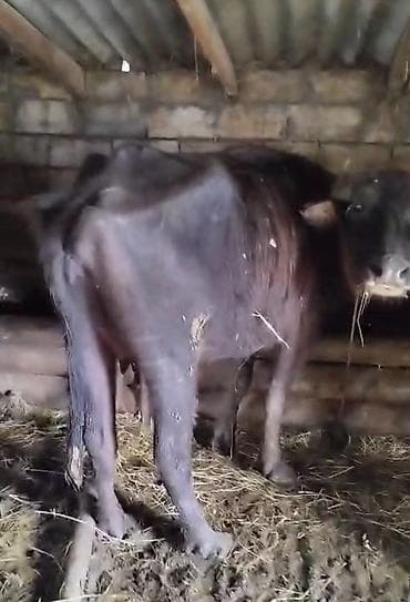 Птицы: Məhsul: Camıs yani. balali satlir balasi 5 ayliqdi ve birdenede kecen — 4