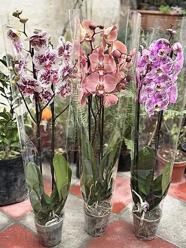 Сüt çubuq orxideyalar satışda. Vatsapp mövcuddur!. Çatdırılma lalafo.az -da Сüt çubuq orxideyalar satışda. Vatsapp mövcuddur!. Çatdırılma