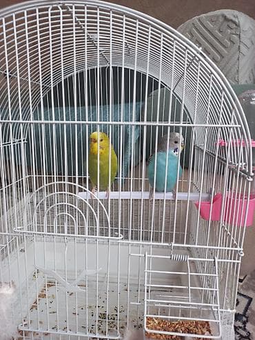 2 eded tutuqusu satilir qesefle bir yerde. Saglamdilar, sari disi qus