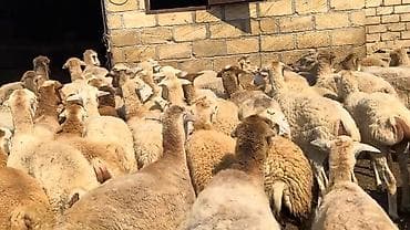 balaca it cinsi: Dişi, il: 1, Damazlıq, Pulsuz çatdırılma — 10