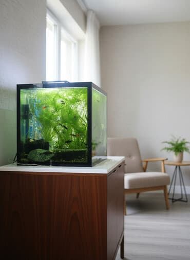 Akvaryum üçün canlı bitkilər və xırda tropik balıqlar komplekti lalafo.az -da Akvaryum üçün canlı bitkilər və xırda tropik balıqlar komplekti