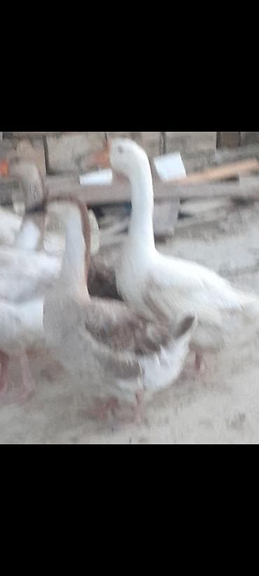 ev pişiki: Produkt: Qazlar (ev quşu) 8 ayliq ve 7 ayliq kuban ve linda qazi — 3
