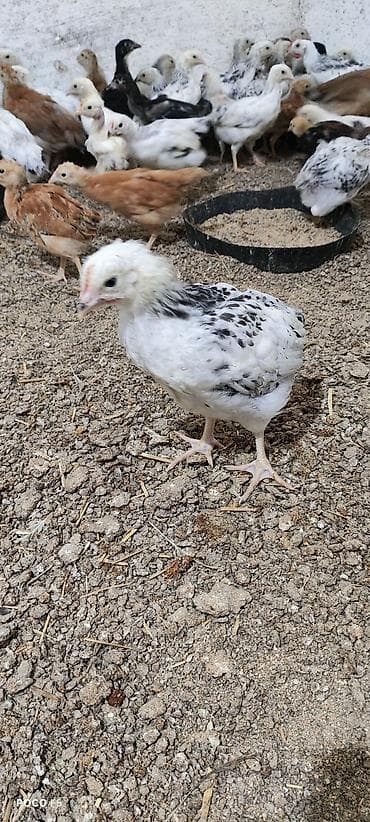 Toyuq cücələri, Ətlik lalafo.az -da Toyuq cücələri, Ətlik