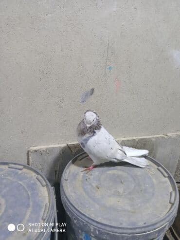 şahin quşunun qiyməti: Maştağadadir. Növ — 2