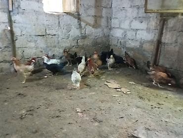toyuq setqası: Toyuq, Damazlıq, Ünvandan götürmə — 3