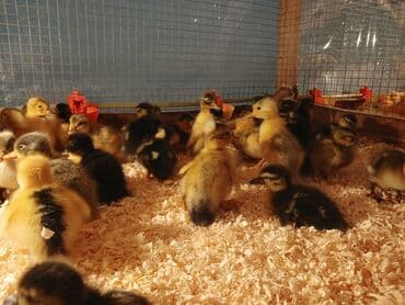 pinqivin ördək: Dişi, Damazlıq, Ünvandan götürmə, Pulsuz çatdırılma, Ödənişli çatdırılma — 7