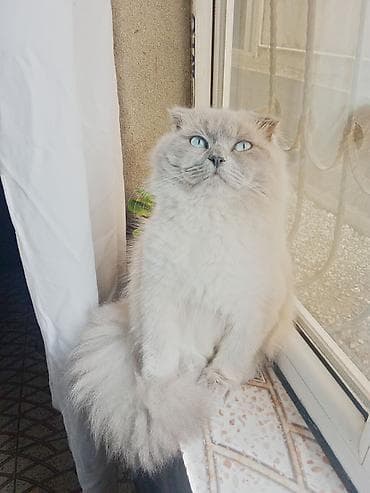 pisik balası: Şotland yastı qulaq, Erkək, Cütləşmə üçün — 2