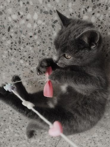 pisik etibarli ellere verilir: Ev pişiyidir. cinsi british. 1 yasi var, disi (adi mikuli) isimle — 5