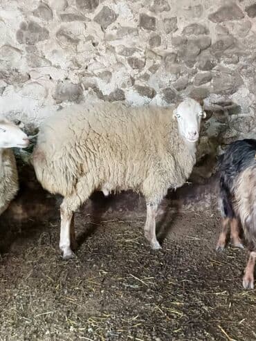 cins xoruz harda banlayar: Damazlıq erkek — 3