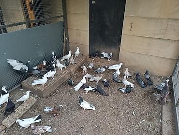 babil quşu: Küt satılır seçməkdə. İran quşları da var içində. biri 15₼. hamısı — 3