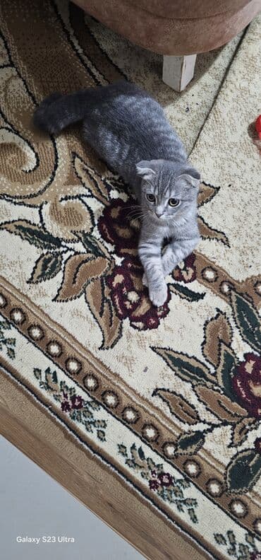 tuklu pişiklər: Şotland — 3