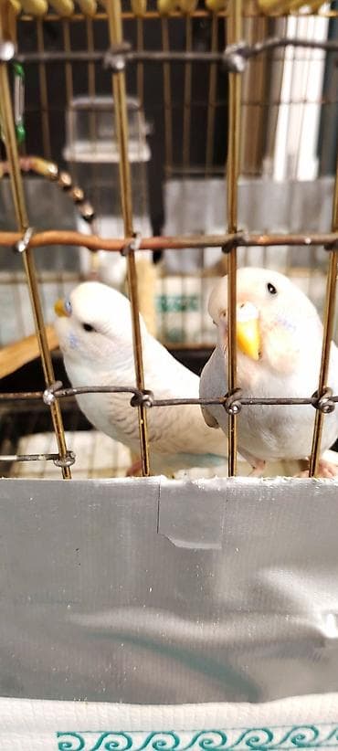 papuqay yemleri: İki Cüt Tutuquşu Satılıt Bir Cüt Ağ Bir cütdə Bulud Rəngdə və Sarılı — 3