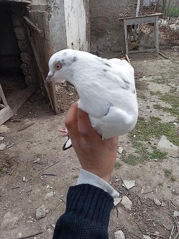 inek yemleri: Ağ-qara naxışlı göyərçin - Rəng: əsasən ağ, qanadlarda və quyruqda — 1